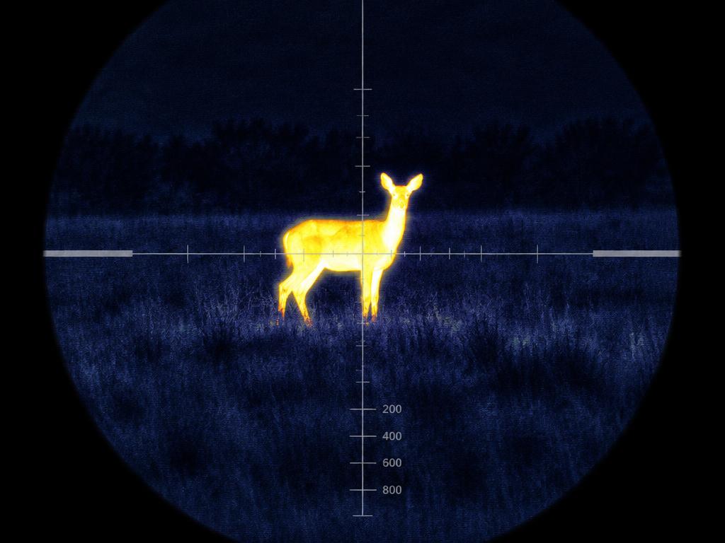 Thermal scope view of a feral deer in a paddock at night